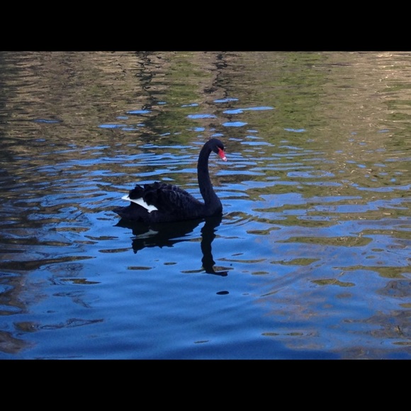 Meet your Posher, Debra - Picture 2 of 8